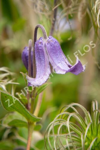 Plamének celolistý 'Blue Ribbons' - Clematis integrifolia 'Blue Ribbons'