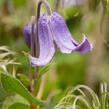 Plamének celolistý 'Blue Ribbons' - Clematis integrifolia 'Blue Ribbons'