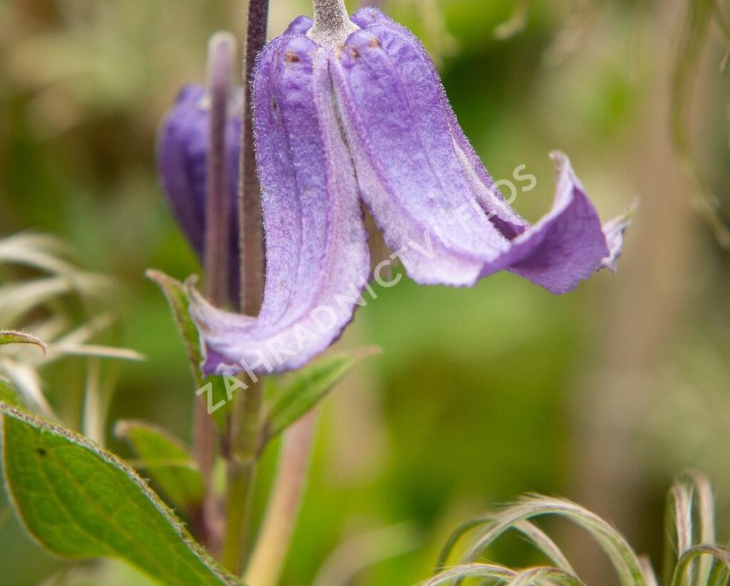 Plamének celolistý 'Blue Ribbons' - Clematis integrifolia 'Blue Ribbons'