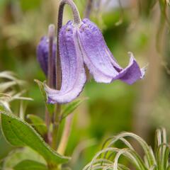 Plamének celolistý 'Blue Ribbons' - Clematis integrifolia 'Blue Ribbons'