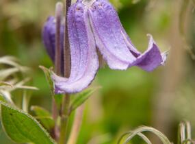 Plamének celolistý 'Blue Ribbons' - Clematis integrifolia 'Blue Ribbons'