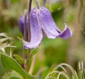 Plamének celolistý 'Blue Ribbons' - Clematis integrifolia 'Blue Ribbons'