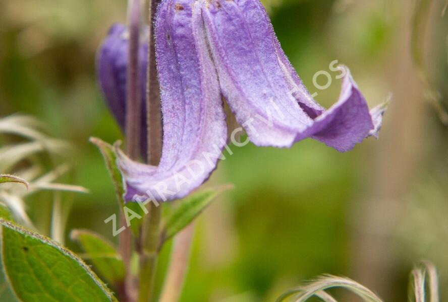 Plamének celolistý 'Blue Ribbons' - Clematis integrifolia 'Blue Ribbons'