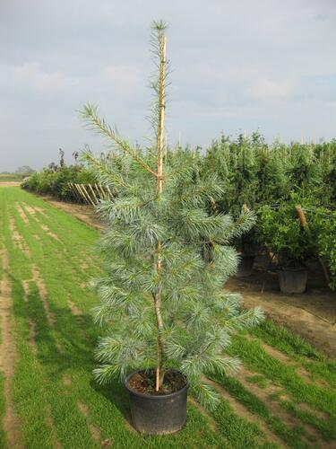 Borovice vejmutovka 'Himmelblau' - Pinus strobus 'Himmelblau'