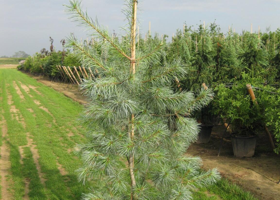 Borovice vejmutovka 'Himmelblau' - Pinus strobus 'Himmelblau'