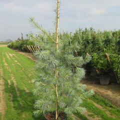 Borovice vejmutovka 'Himmelblau' - Pinus strobus 'Himmelblau'
