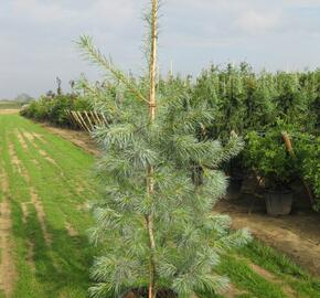 Borovice vejmutovka 'Himmelblau'