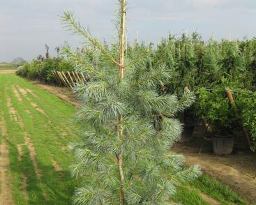 Borovice vejmutovka 'Himmelblau'