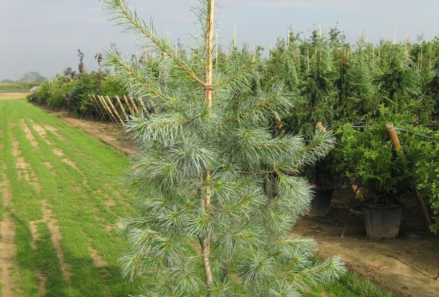 Borovice vejmutovka 'Himmelblau' - Pinus strobus 'Himmelblau'