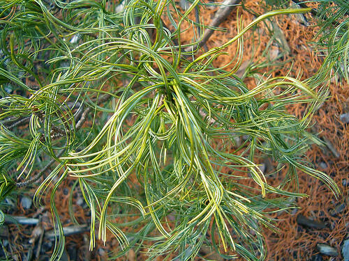 Borovice vejmutovka 'Contorta' - Pinus strobus 'Contorta'