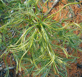 Borovice vejmutovka 'Contorta'