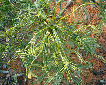 Borovice vejmutovka 'Contorta'
