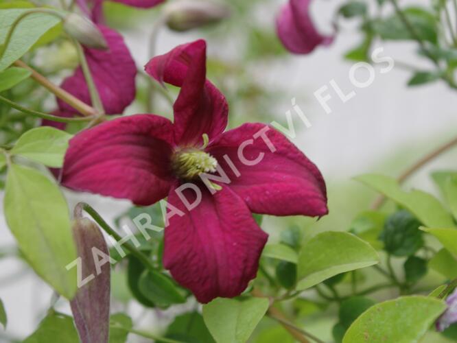 Plamének vlašský 'Rubra' - Clematis viticella 'Rubra'