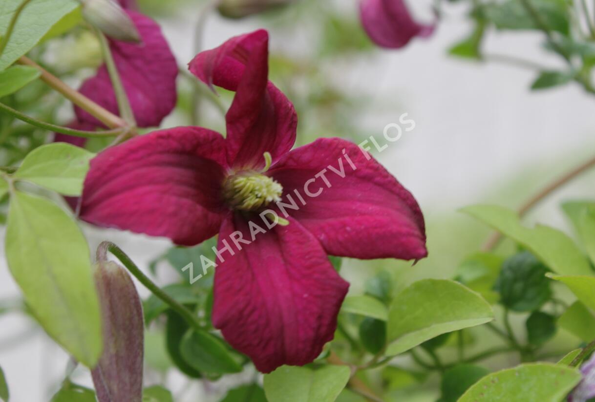 Plamének vlašský 'Rubra' - Clematis viticella 'Rubra'