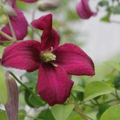 Plamének vlašský 'Rubra' - Clematis viticella 'Rubra'