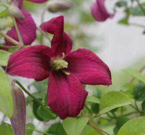 Plamének vlašský 'Rubra' - Clematis viticella 'Rubra'