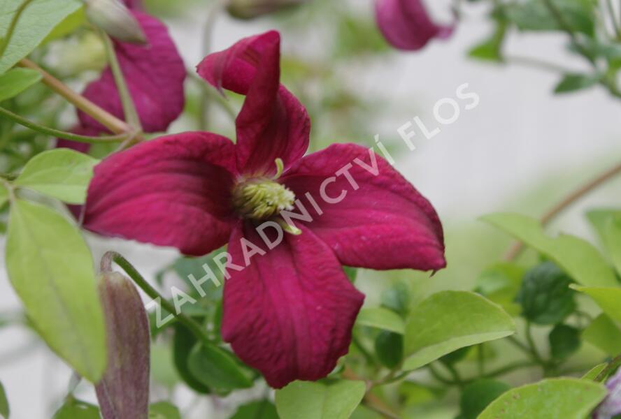 Plamének vlašský 'Rubra' - Clematis viticella 'Rubra'