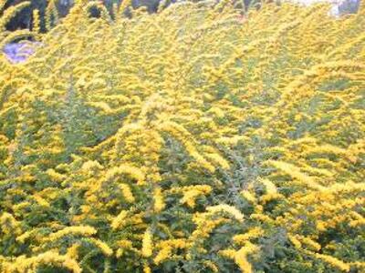 Zlatobýl 'Fireworks' - Solidago rugosa 'Fireworks'