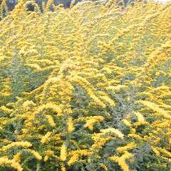 Zlatobýl 'Fireworks' - Solidago rugosa 'Fireworks'