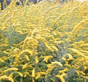 Zlatobýl 'Fireworks' - Solidago rugosa 'Fireworks'