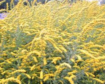 Zlatobýl 'Fireworks'