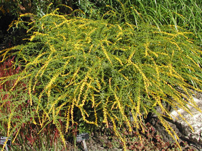Zlatobýl 'Fireworks' - Solidago rugosa 'Fireworks'
