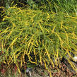 Zlatobýl 'Fireworks' - Solidago rugosa 'Fireworks'