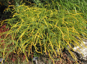 Zlatobýl 'Fireworks' - Solidago rugosa 'Fireworks'