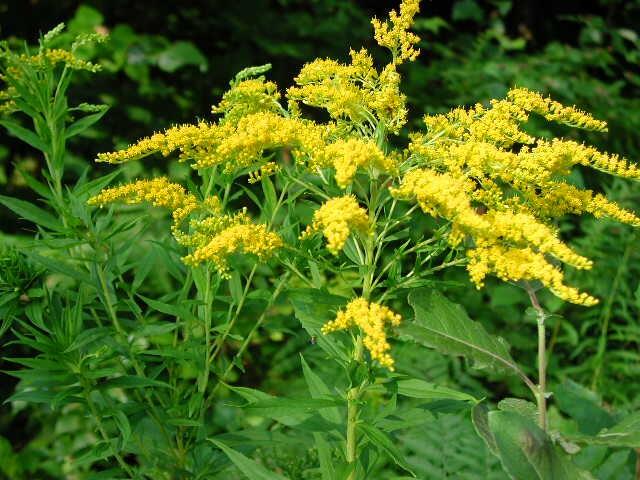 Zlatobýl - Solidago rugosa