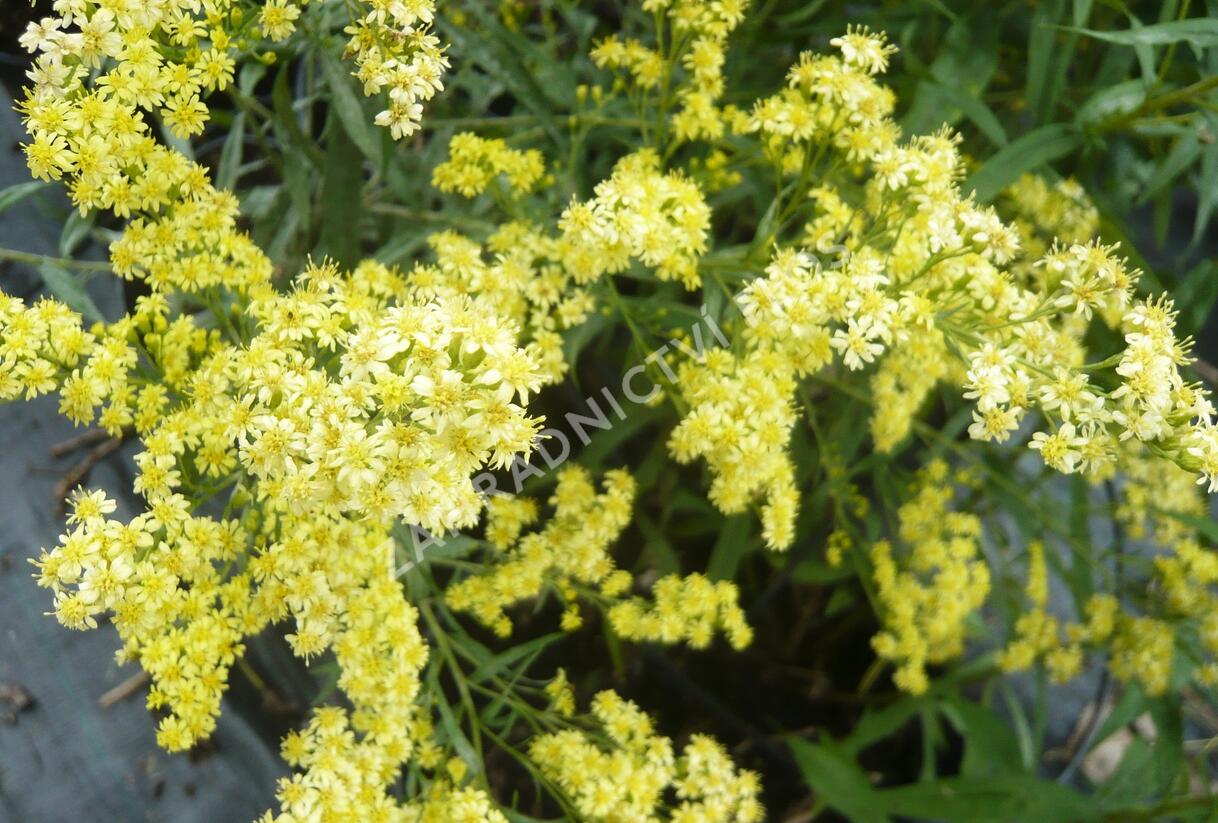 Zlatobýl 'Super' - Solidago 'Super'