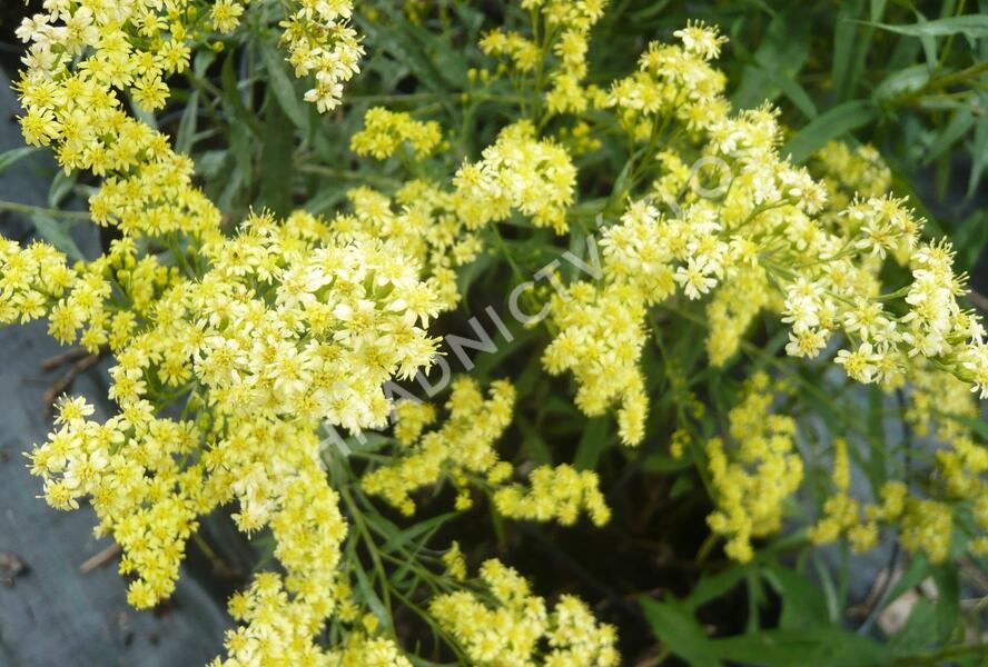 Zlatobýl 'Super' - Solidago 'Super'