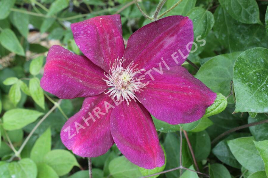Plamének 'Ville de Lyon' - Clematis 'Ville de Lyon'