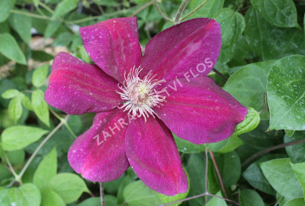 Plamének 'Ville de Lyon' - Clematis 'Ville de Lyon'