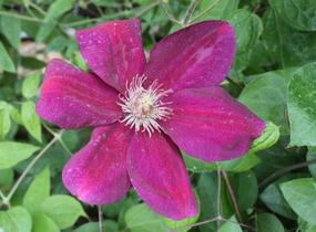 Plamének 'Ville de Lyon' - Clematis 'Ville de Lyon'