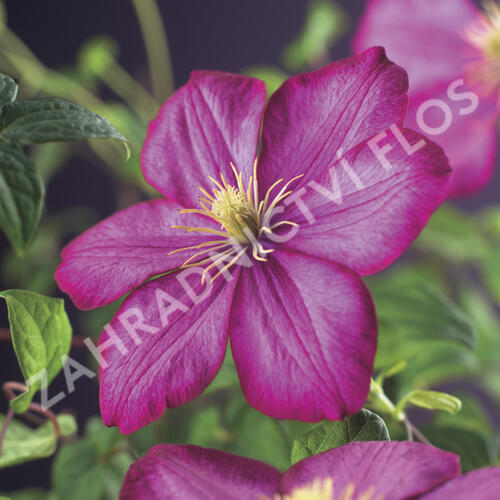 Plamének 'Ville de Lyon' - Clematis 'Ville de Lyon'