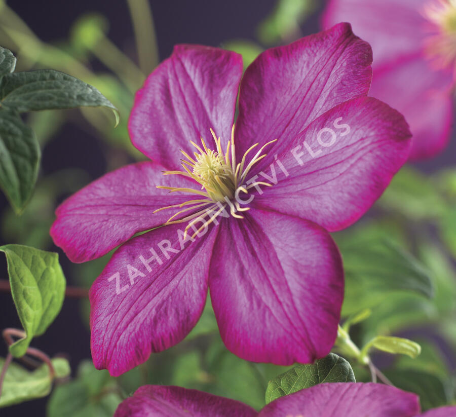 Plamének 'Ville de Lyon' - Clematis 'Ville de Lyon'