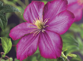 Plamének 'Ville de Lyon' - Clematis 'Ville de Lyon'