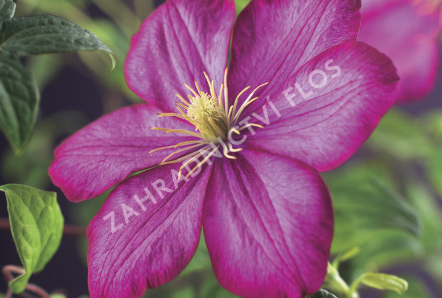 Plamének 'Ville de Lyon' - Clematis 'Ville de Lyon'