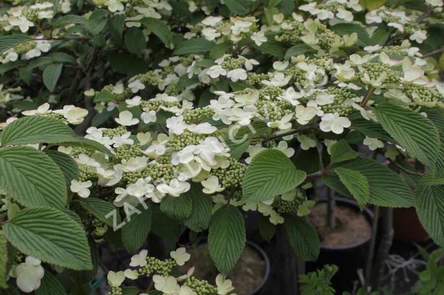 Kalina japonská 'Pink Beauty' - Viburnum plicatum 'Pink Beauty'