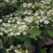 Kalina japonská 'Pink Beauty' - Viburnum plicatum 'Pink Beauty'