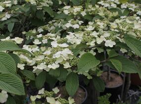 Kalina japonská 'Pink Beauty' - Viburnum plicatum 'Pink Beauty'