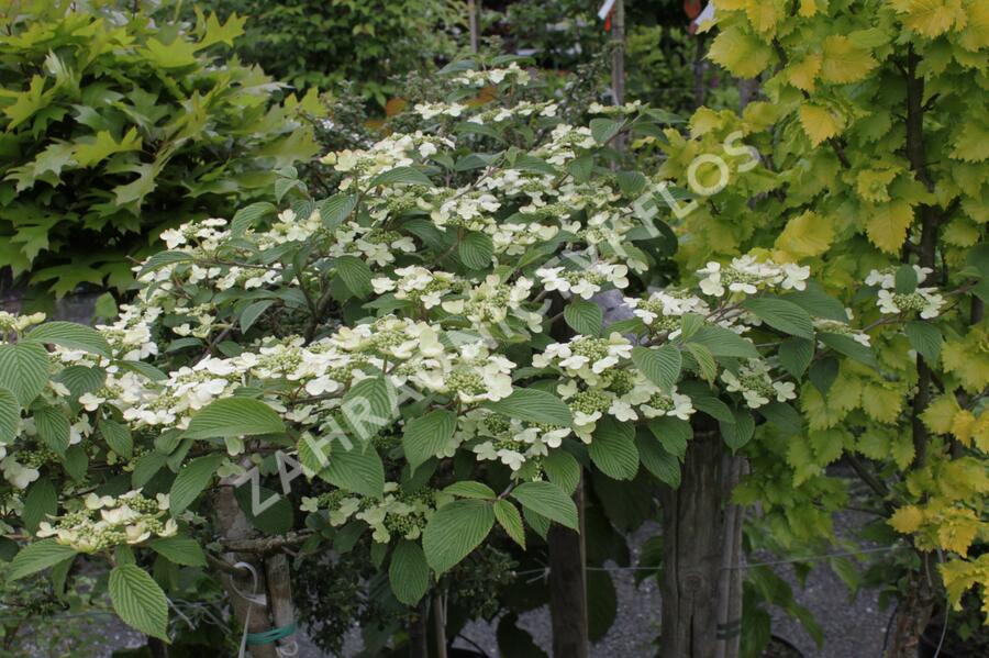 Kalina japonská 'Pink Beauty' - Viburnum plicatum 'Pink Beauty'