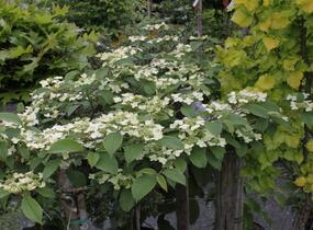 Kalina japonská 'Pink Beauty' - Viburnum plicatum 'Pink Beauty'