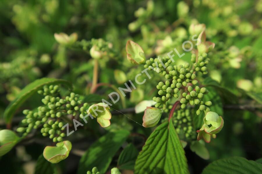 Kalina japonská 'Pink Beauty' - Viburnum plicatum 'Pink Beauty'