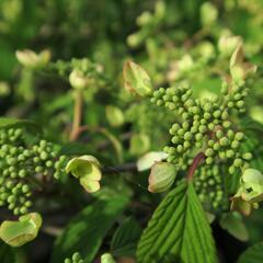 Kalina japonská 'Pink Beauty' - Viburnum plicatum 'Pink Beauty'