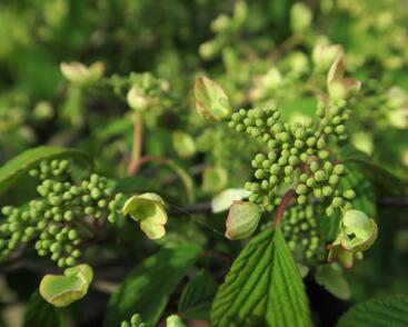 Kalina japonská 'Pink Beauty'