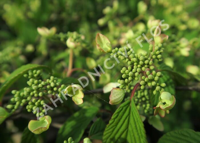 Kalina japonská 'Pink Beauty' - Viburnum plicatum 'Pink Beauty'