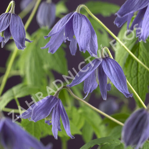 Plamének velkokvětý - Clematis macropetala hybrids