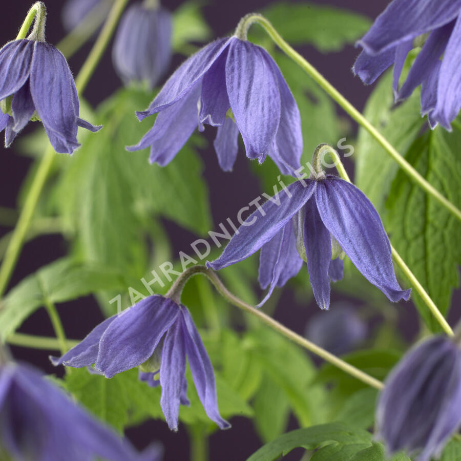 Plamének velkokvětý - Clematis macropetala hybrids