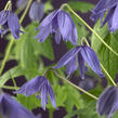 Plamének velkokvětý - Clematis macropetala hybrids